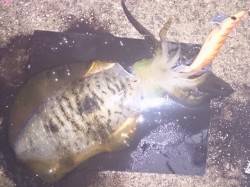 明石港でのナイトエギング釣果