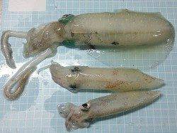 明石港でのナイトエギング釣果