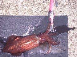 明石港で８時半頃にエギングスタート