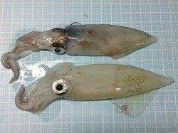 明石港で８時半頃にエギングスタート