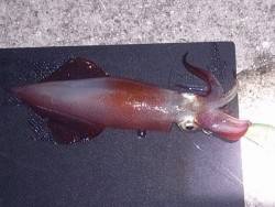 明石港　エギングのケンサキ狙いも1パイ　周…