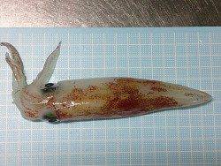 明石港　エギングのケンサキ狙いも1パイ　周りも厳しい状況