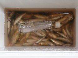 本荘人口島サビキ釣果【家族連れで賑わっています】