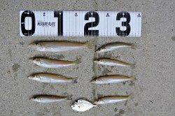 琴引浜はキスの型は良さそうです♪