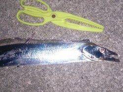 明石港でワインド&エギング　【指3本のタチウオ】