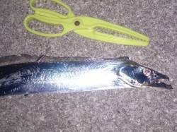 明石港でワインド&エギング　【指3…