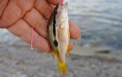 天気もよく色々な魚が掛かり予定外の五目釣りを楽しんで来ました