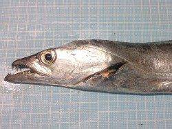 明石港でワインド&エギング　【指3本のタチウオ】