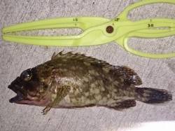 仮屋でちょい投げ、ガシラとアナゴの釣果☆