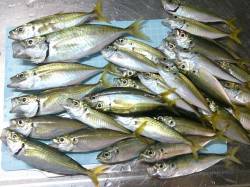 仮屋でサビキ、20cmのマアジもあがってき…