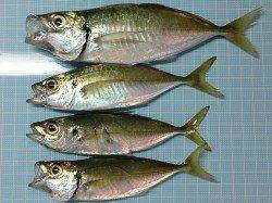 仮屋でサビキ、20cmのマアジもあがってきました