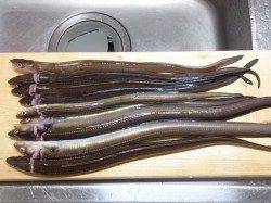 仮屋でちょい投げ、ガシラとアナゴの釣果☆