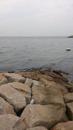 江井ヶ島　穴釣りでガシラ　投げ釣りでキス・アイナメなど