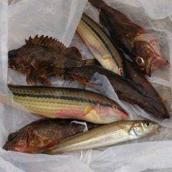 江井ヶ島　穴釣りでガシラ　投げ釣りでキス・アイナメなど