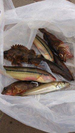 江井ヶ島　穴釣りでガシラ　投げ釣りでキス・アイナメなど