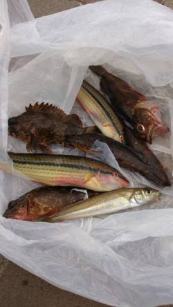 江井ヶ島　穴釣りでガシラ　投げ釣りでキス・…