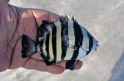 天気もよく色々な魚が掛かり予定外の五目釣り…