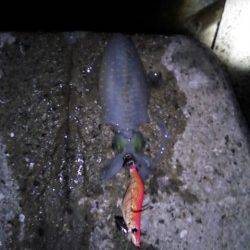 牛ヶ首周辺でのナイトエギング釣果