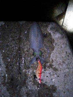 牛ヶ首周辺でのナイトエギング釣果