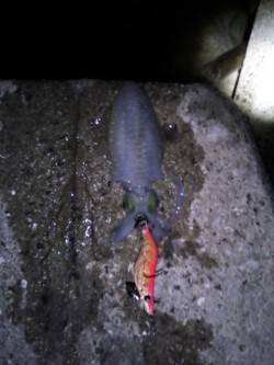 牛ヶ首周辺でのナイトエギング釣果