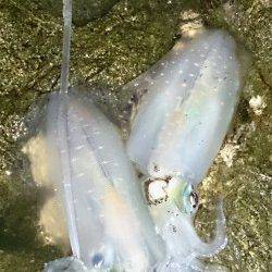 高浜南部でのエギング釣果