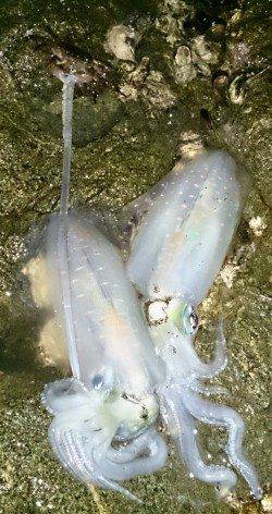 高浜南部でのエギング釣果