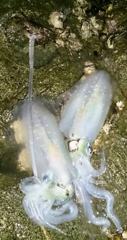 高浜南部でのエギング釣果