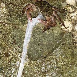 高浜南部でのエギング釣果