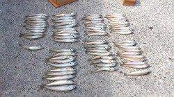 明神　2色以内の投げ釣りでキス快釣♪　クーラー満タン釣果