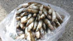 明神　2色以内の投げ釣りでキス快釣♪　クー…