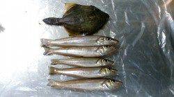 淡路投げ釣りランガン、生石〜大磯と回りました