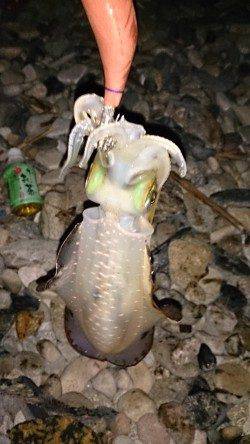 アジュール舞子でのエギング釣果