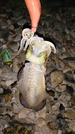 アジュール舞子でのエギング釣果