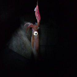 新浜漁港でエギング、アオリ連発！