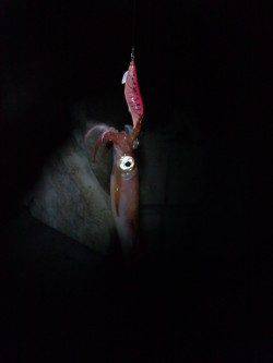 新浜漁港でエギング、アオリ連発！