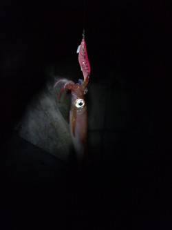 新浜漁港でエギング、アオリ連発！