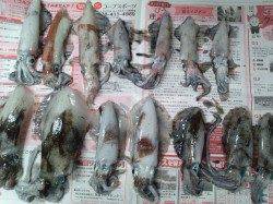 新浜漁港でエギング、アオリ連発！