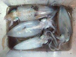 アジュール舞子～西舞子でのサビキ＆エギング釣果