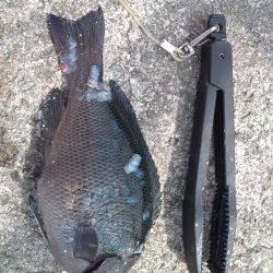 アジュール舞子、サビキでアジと20cmオーバーのグレ