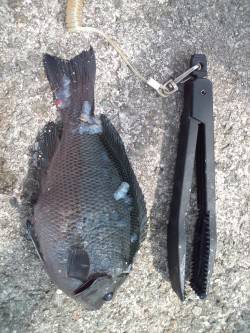 アジュール舞子、サビキでアジと20cmオー…