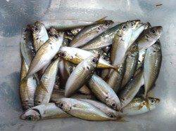 アジュール舞子でサビキ釣り。二人でアジ65匹♪