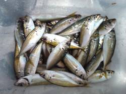 アジュール舞子でサビキ釣り。二人でアジ65…