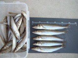 鳥取　ちょい投げでキスの心地よい引き楽しめる