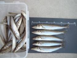 鳥取　ちょい投げでキスの心地よい引き楽しめ…