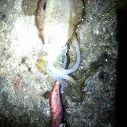 和歌浦～田ノ浦～雑賀崎のランガンエギング調査☆