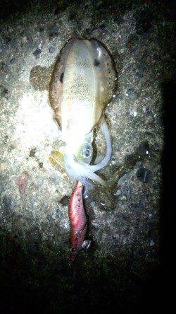 和歌浦～田ノ浦～雑賀崎のランガンエギング調査☆