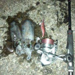 和歌浦～田ノ浦～雑賀崎のランガンエギング調査☆