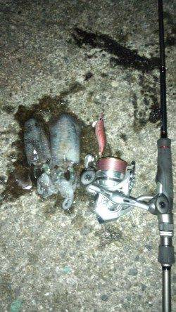 和歌浦～田ノ浦～雑賀崎のランガンエギング調査☆