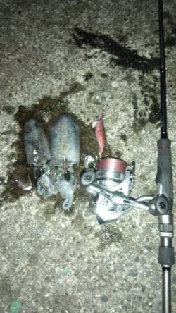 和歌浦～田ノ浦～雑賀崎のランガンエギング調…