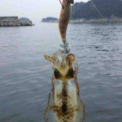 朝マズメ5時、雑賀崎漁港内をランガンしました